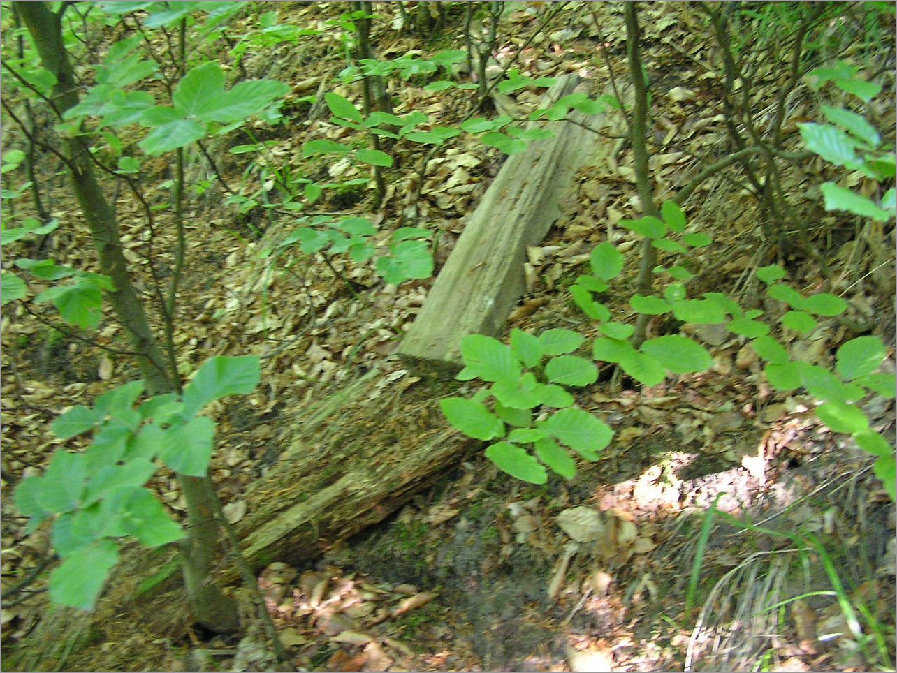 P1010023.JPG