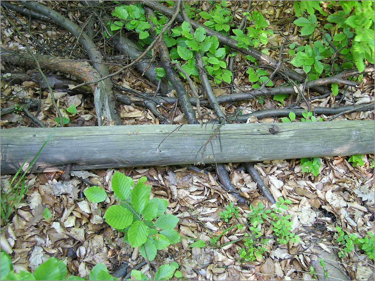 P1010025.JPG