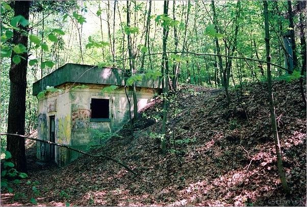 86.1 Las Kwietna Bytowska.jpg